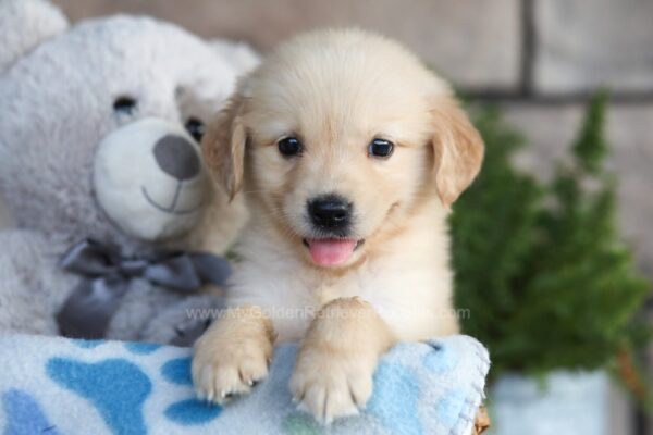 Image of Claire, a Golden Retriever puppy