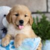 Image of Colton, a Golden Retriever puppy