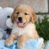 Image of Colton, a Golden Retriever puppy