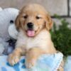 Image of Colton, a Golden Retriever puppy