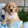 Image of Colton, a Golden Retriever puppy