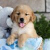 Image of Colton, a Golden Retriever puppy