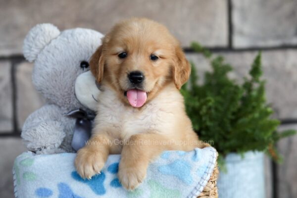 Image of Colton, a Golden Retriever puppy