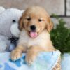 Image of Colton, a Golden Retriever puppy