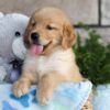 Image of Colton, a Golden Retriever puppy