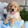 Image of Colton, a Golden Retriever puppy