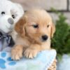 Image of Cooper, a Golden Retriever puppy