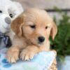 Image of Cooper, a Golden Retriever puppy