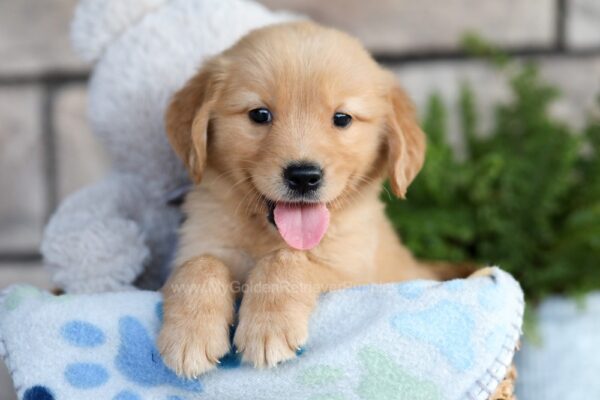 Image of Cooper, a Golden Retriever puppy