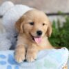 Image of Cooper, a Golden Retriever puppy