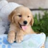 Image of Cooper, a Golden Retriever puppy