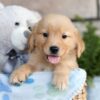 Image of Cooper, a Golden Retriever puppy