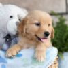 Image of Cooper, a Golden Retriever puppy