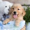 Image of Cooper, a Golden Retriever puppy