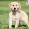 Image of Crystal, a Golden Retriever puppy