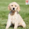 Image of Crystal, a Golden Retriever puppy