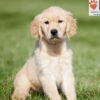 Image of Crystal, a Golden Retriever puppy