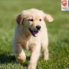 Image of Crystal, a Golden Retriever puppy