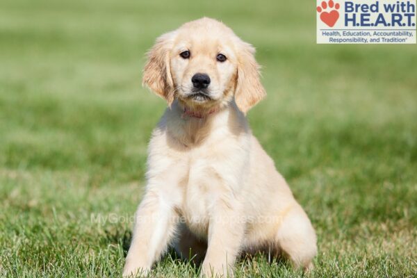 Image of Crystal, a Golden Retriever puppy