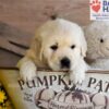 Image of Dominic, a Golden Retriever puppy