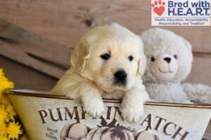 Image of Dominic, a Golden Retriever puppy