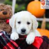 Image of Fawn, a Golden Retriever puppy