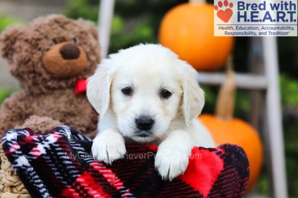 Image of Fawn, a Golden Retriever puppy