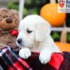 Image of Fawn, a Golden Retriever puppy