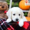 Image of Fawn, a Golden Retriever puppy