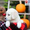 Image of Fawn, a Golden Retriever puppy