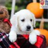 Image of Fawn, a Golden Retriever puppy