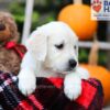 Image of Fawn, a Golden Retriever puppy