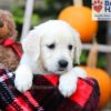 Image of Fawn, a Golden Retriever puppy