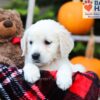 Image of Fawn, a Golden Retriever puppy