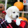 Image of Fawn, a Golden Retriever puppy