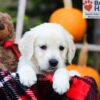 Image of Fawn, a Golden Retriever puppy