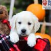 Image of Fawn, a Golden Retriever puppy