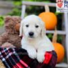 Image of Felicia, a Golden Retriever puppy