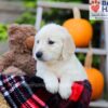 Image of Felicia, a Golden Retriever puppy