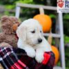 Image of Felicia, a Golden Retriever puppy