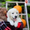 Image of Felicia, a Golden Retriever puppy