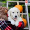 Image of Felicia, a Golden Retriever puppy