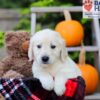 Image of Felicia, a Golden Retriever puppy