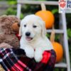 Image of Felicia, a Golden Retriever puppy