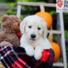 Image of Felicia, a Golden Retriever puppy