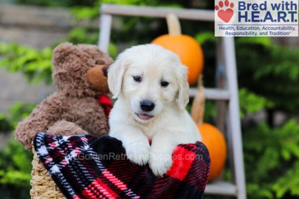 Image of Felicia, a Golden Retriever puppy