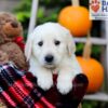 Image of Fido, a Golden Retriever puppy