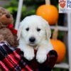 Image of Fido, a Golden Retriever puppy