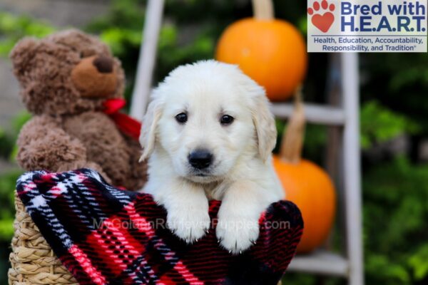 Image of Fido, a Golden Retriever puppy