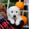 Image of Fido, a Golden Retriever puppy